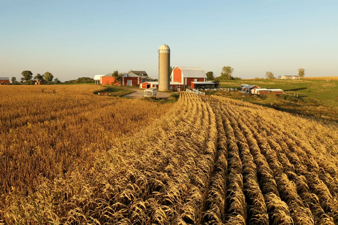 How The Autumn Harvest Shapes Shipping Strategies wheat farm in Midwest USA during autumn afternoon