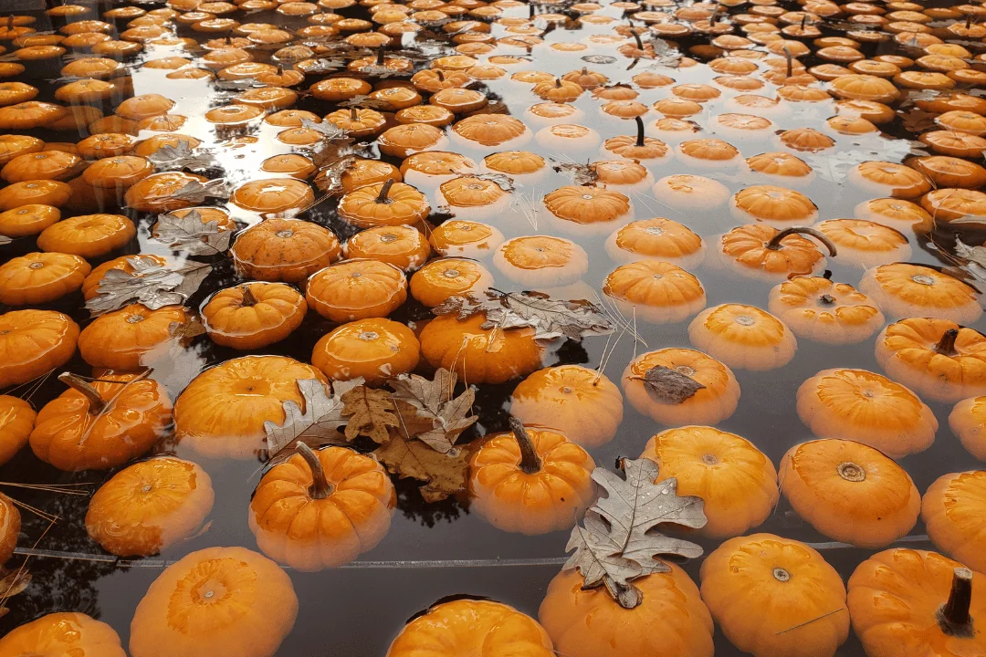 Pumpkin Shipping for Halloween 2