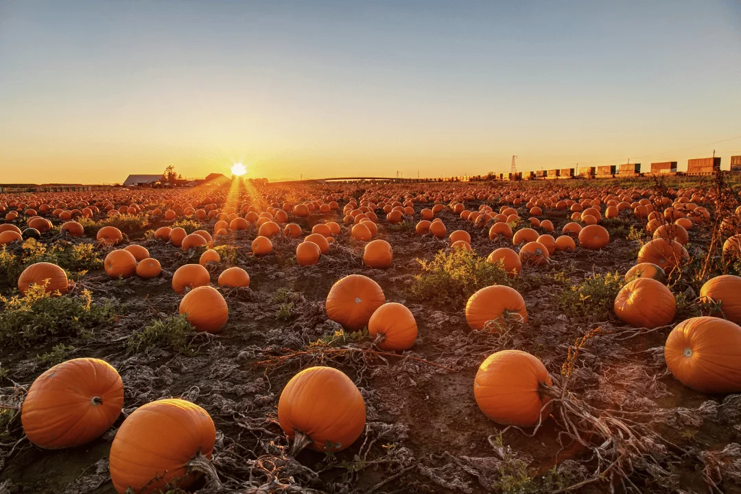 Pumpkin Shipping for Halloween pumpkin field next to a freight train line at sunset
